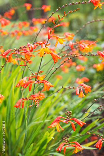 Close up of orange crocosmia flowers in a garden in summer photo