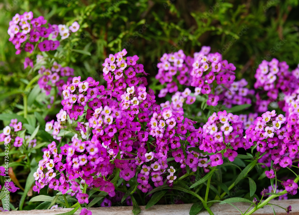 Garden Campanula