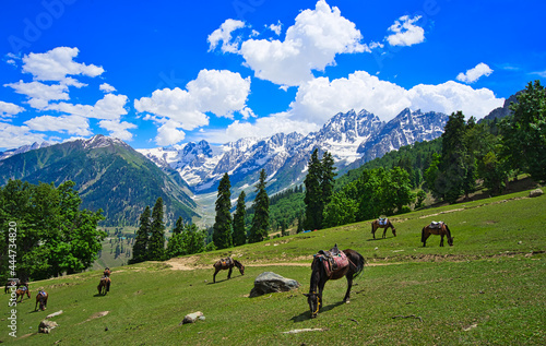Beautiful mountain scenery. Blue sky, snow, white horses grazing. In-depth trip on the Sonamarg Hill Trek in Jammu and Kashmir, India, June 2018
