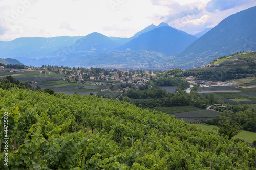 Wine growing in vineyard against mountain panorama in South Tyrol, Europe