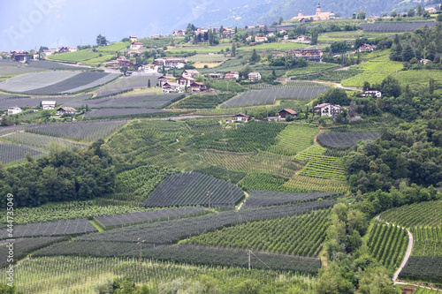 view of vineyards