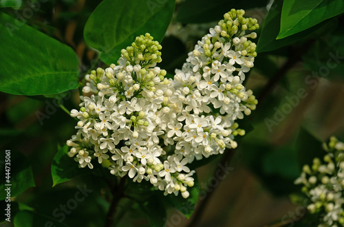 White lilac blooms