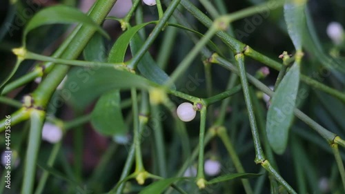 Mistletoe with white berries growing on a tree.