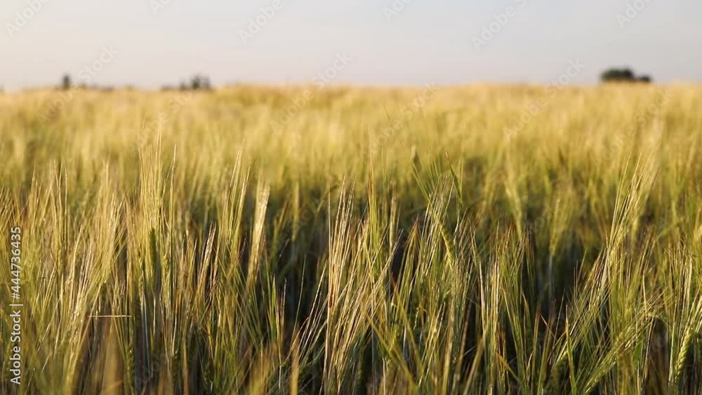 Wheat field, close up. The cereal culture is growing. Agriculture and agrarian business concept. Beautiful summer nature background Wheat field, close up. The cereal culture is growing. Agriculture and agrarian business concept. Beautiful summer nature background