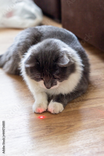 gray-white fluffy cat playing with laser pointer