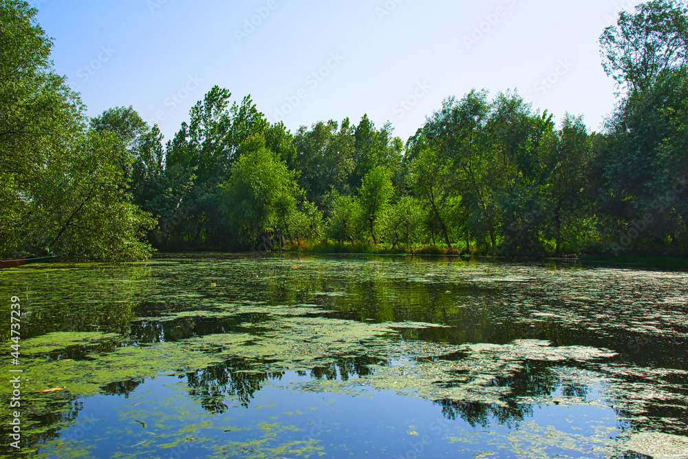 Where the boat is not running, there are floating plants on the lake. View of Dal Lake in Srinagar, Kashmir State, India. June 2018 Where the boat is not running, there are floating plants on the lake. View of Dal Lake in Srinagar, Kashmir State, India. June 2018