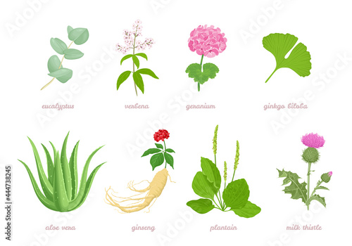 Set of cartoon medicinal herbs, plants and flowers. Vector cartoon flat illustration of eucalyptus, verbena, geranium, ginkgo biloba, aloe vera, ginseng, plantain and milk thistle isolated on white. 