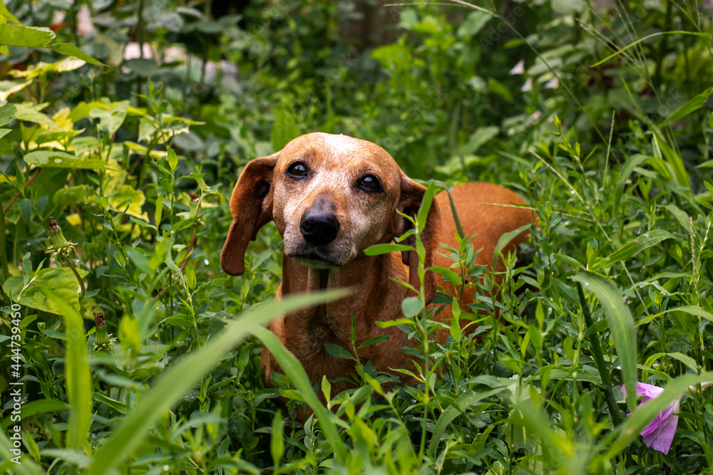 Funny adorable dachshund in a green garden on a summer day. Funny adorable dachshund in a green garden on a summer day.
