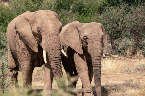 Two African Bush Elephants in the grassland of Etosha National Park, Namibia. Africa