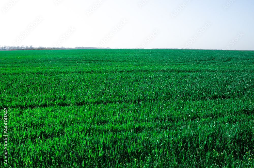 landscape, large green field, grass field under blue sky landscape, large green field, grass field under blue sky