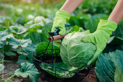 Gardener picking cabbage in summer garden, cutting it with pruner and putting vegetable crop in basket photo