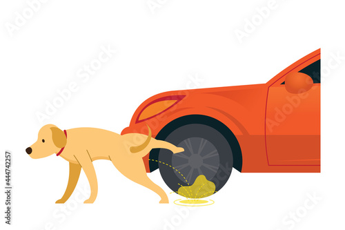 Dog Peeing on Tire and Wheel, Behavior Problem and Bad Habits