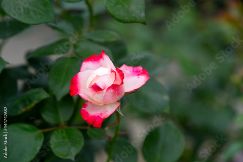 Close-up of white and red blossom of rose at City of Zurich on a cloudy summer day. Photo taken July 12th, 2021, Zurich, Switzerland. © Michael Derrer Fuchs