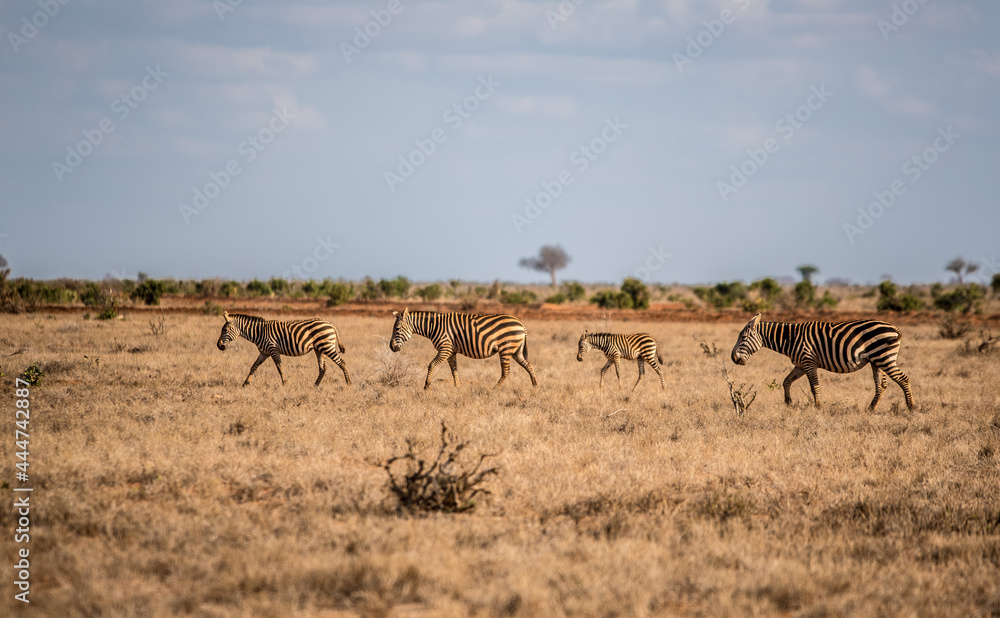 A herd of zebras travels through the wild African savannah A herd of zebras travels through the wild African savannah