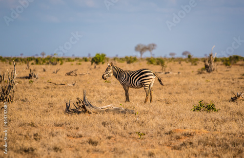 Zebra on a wild African savannah of Kenya