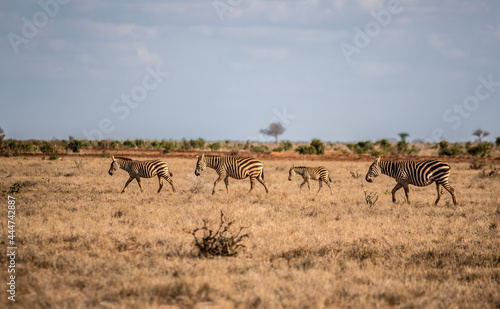 A herd of zebras travels through the wild African savannah