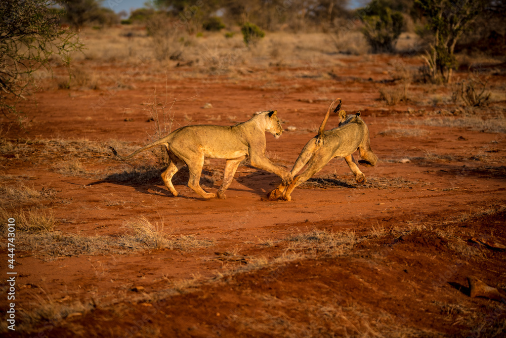 Two young lions play in the wild African savannah