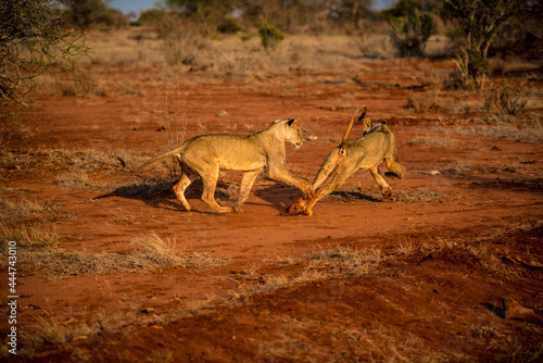 Two young lions play in the wild African savannah © PrzemoleC
