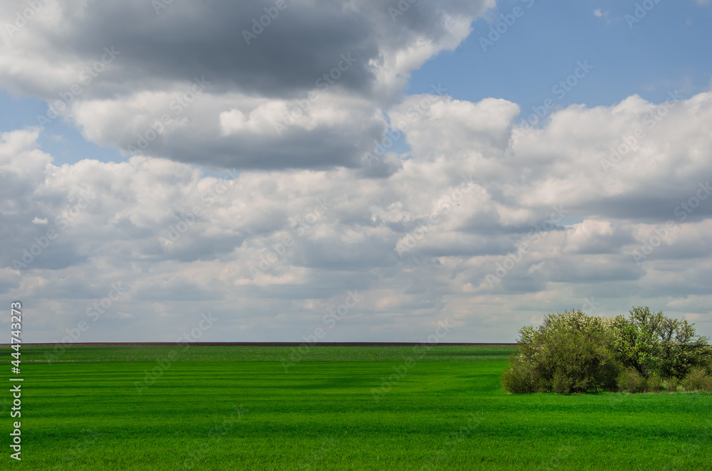 Obraz premium scenery, large white clouds against blue sky, green field of grass