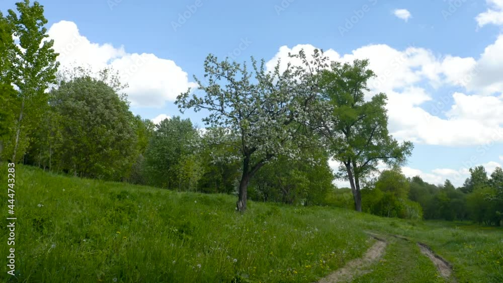 Aerial view on blooming apple trees in the spring garden.
Aerial view on blooming apple trees in the spring garden.