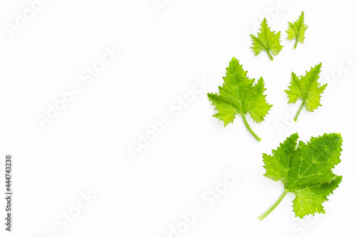 Young pumpkin leaves on white background