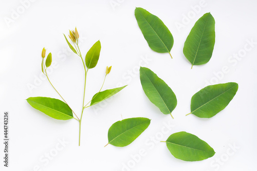 Eucalyptus leaves on white background.