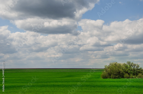 scenery, large white clouds against blue sky, green field of grass