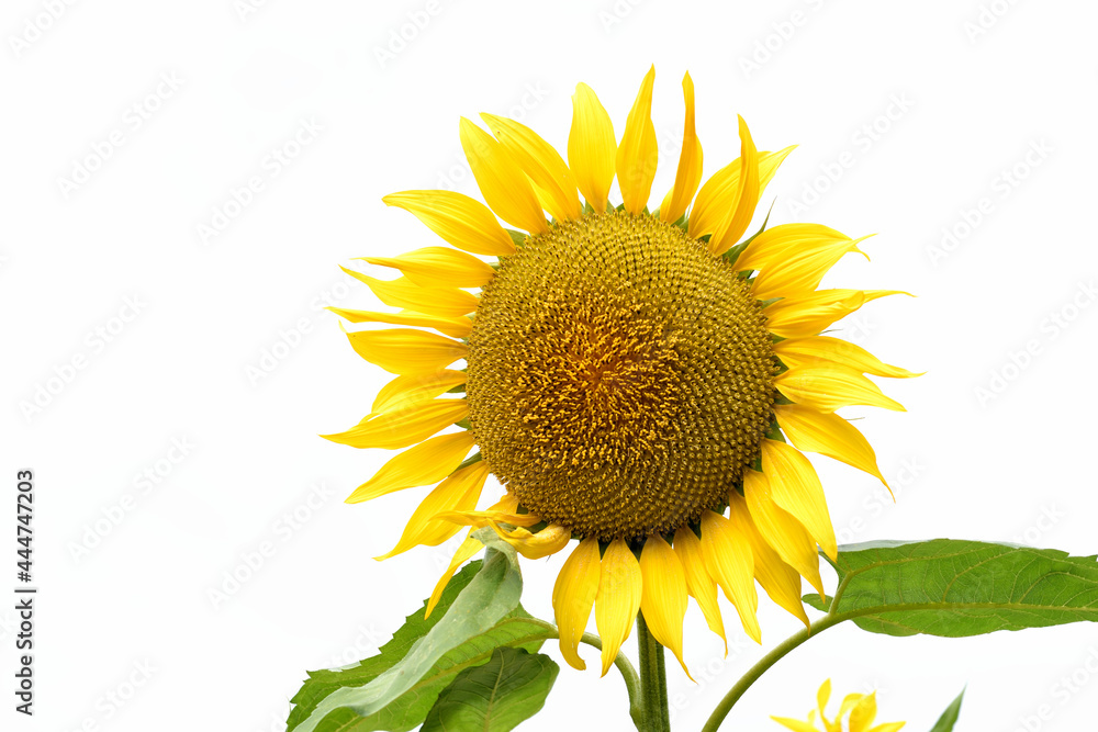 Obraz premium 山田ひまわり園