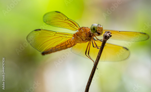 dragonfly in natural habitat with stick tree