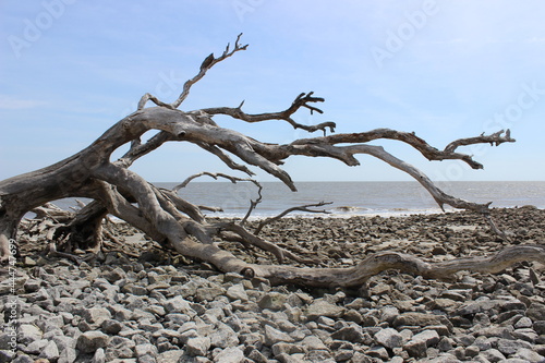 dead tree on the beach