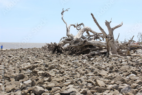 Driftwood Beach Tee Ocean