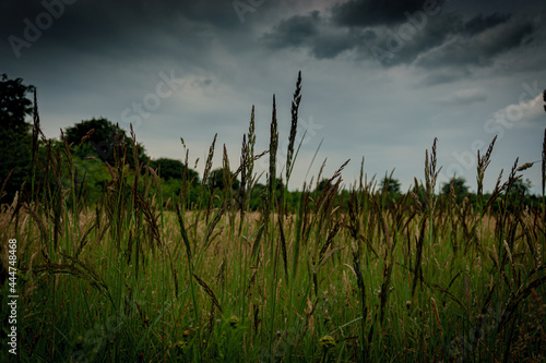 Foto Grasfield