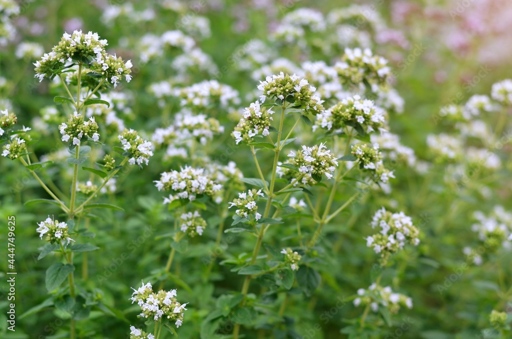 White flowers of oregano as a variety of the genus Oregano are a spicy-aromatic and medicinal plant.