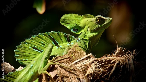 Green Basilisk - Basiliscus plumifrons also called the green basilisk, the double crested basilisk, or the Jesus Christ lizard, species of lizard in the family Corytophanidae, reptile resting on sun. photo