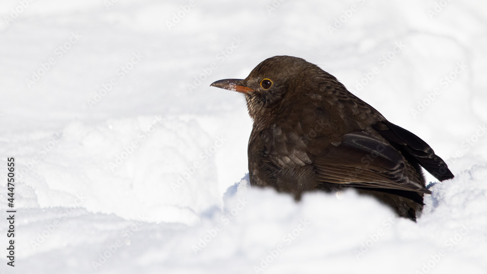 Male Common Blackbird turdus merula perched in snow in winter Male Common Blackbird turdus merula perched in snow in winter