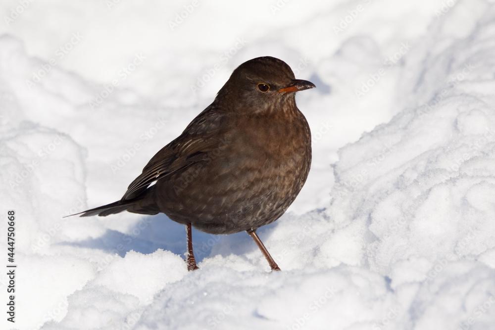 Female Common Blackbird turdus merula perched in snow in winter Female Common Blackbird turdus merula perched in snow in winter