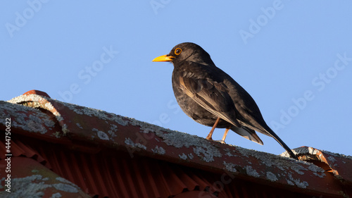 Male Common Blackbird turdus merula perched on roof top