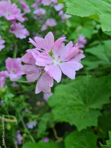 pink flowers in the garden