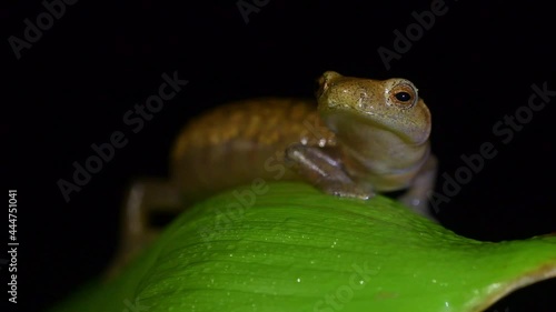 Camron climbing salamander - Bolitoglossa lignicolor also Camron mushroomtongue or wood colored salamander, family Plethodontidae, Costa Rica and Panama in subtropical or tropical forests. Night scene photo