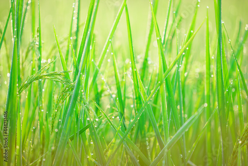 Bokeh of dew drops on a grain of rice in a field in the morning.soft focus.