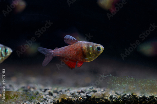 Beautiful Flame Tetra (Hyphessobrycon flammeus) a famous aquarium pets photo