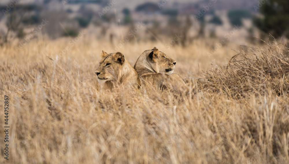 Two lionesses lie in the grass after hunting in the wild African savannah Two lionesses lie in the grass after hunting in the wild African savannah