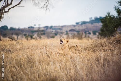 Fototapeta Naklejka Na Ścianę i Meble -  Roaring lioness in the grass in the wild African savannah