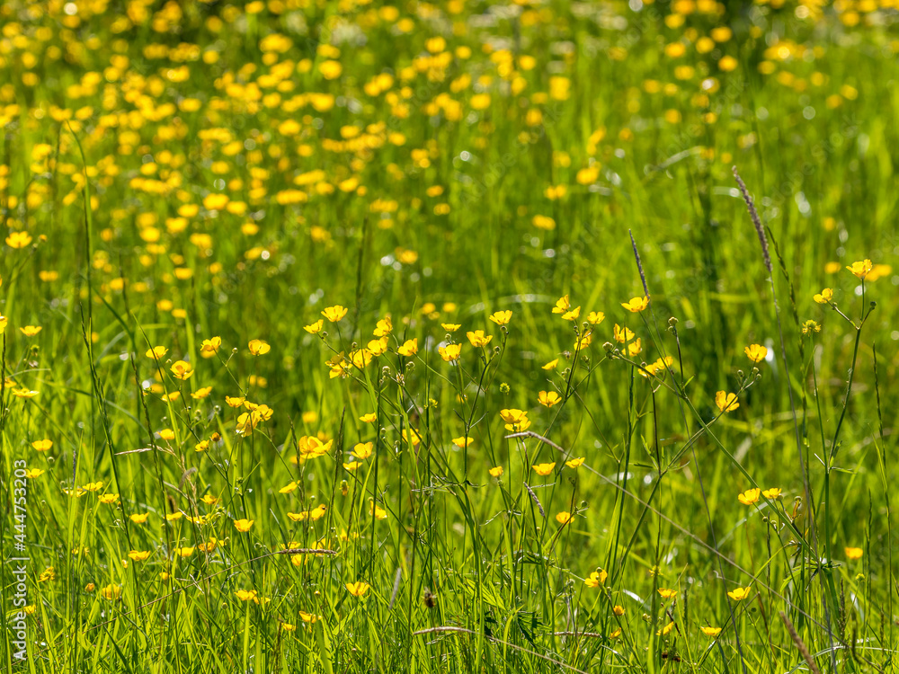Summer meadow with yellow buttercups flowers