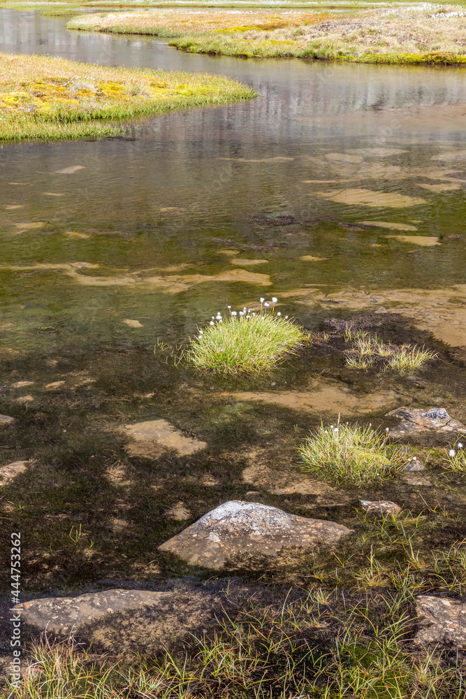 Tussocks flower in a pond in high country Tussocks flower in a pond in high country