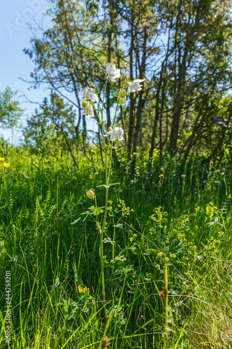 Wild European Columbine flowers in a meadow