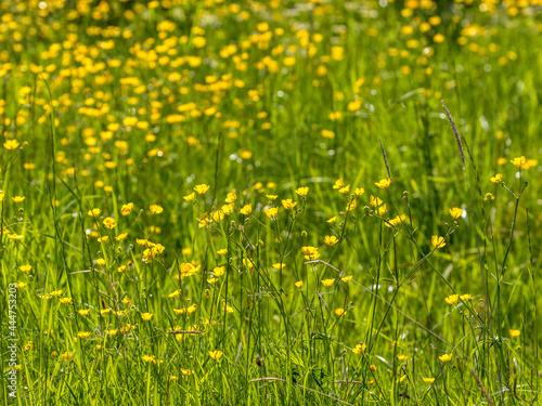 Summer meadow with yellow buttercups flowers © Lars Johansson