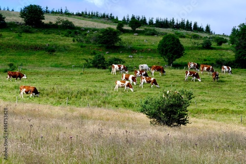 vache campagne mézaenc haute-loire