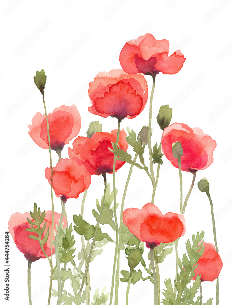Naklejka premium Poppy Flower Red Floral Watercolor Painting in Group, Hand Painted Isolated on White Background