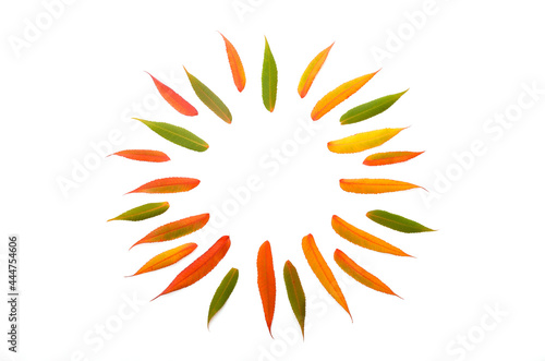 Autumn composition. Frame from autumn colorful leaves on a white background. Autumn, fall concept. Flat lay, top view, copy space